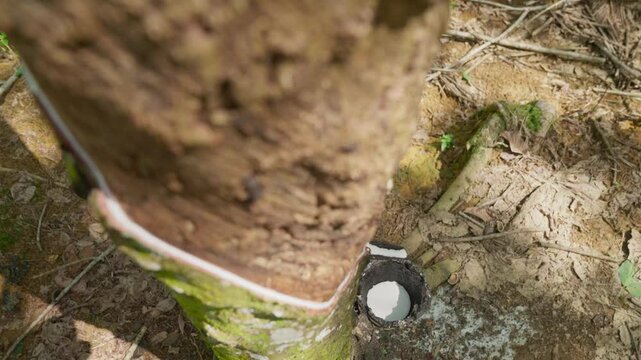 Raw latex dripping from rubber trees. Natural latex dripping from rubber trees
