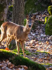 Deer spotted in the park of central Gothenburg during a sunny afternoon