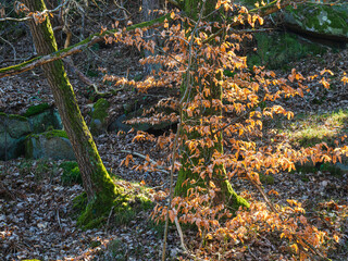 Golden leaves illuminate a tranquil forest in Sweden amidst mossy trees and rocky terrain