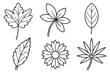 Fototapeta premium Daisy Leaf Line Art Detailed Drawing for Unique Artistic Print