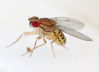 Drosophila busckii is a species of fruit fly, Drosophilidae that is native to North America. Mostly it is associated with rotten potatoes.