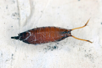 Pupa the developmental stage between the larva and the adult insect of Fruit Fly of the Family...