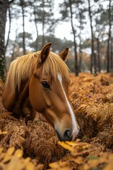 Obraz premium Chestnut Horse in Autumnal Forest
