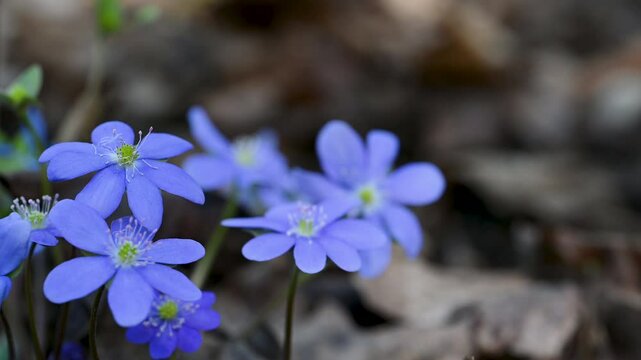 beautiful spring flowers Hepatica nobilis