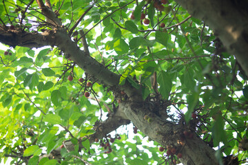  Ficus glomerata is considered sacred in some traditions and is often planted near temples and along roadsides. Different parts of the tree have been used in traditional