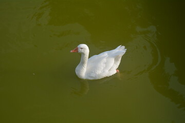 White goose swimming calmly in a serene green pond on a sunny day