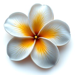 frangipani flower isolated on white
