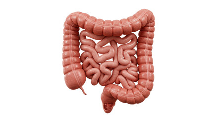 Isolated Human Large Intestine Anatomy - Digestive System