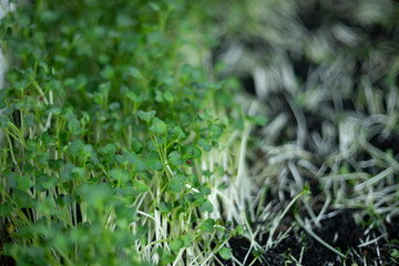 cholesterol levels.

Antioxidants: Sprouts are packed with antioxidants, including phenolic compounds, flavonoids, and carotenoids. Antioxidants protect cells against damage caused by free radicals, r