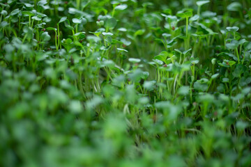 cholesterol levels.

Antioxidants: Sprouts are packed with antioxidants, including phenolic compounds, flavonoids, and carotenoids. Antioxidants protect cells against damage caused by free radicals, r