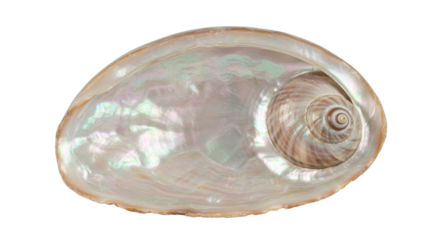 Isolated Abalone Seashell with Iridescent Nacre Interior
