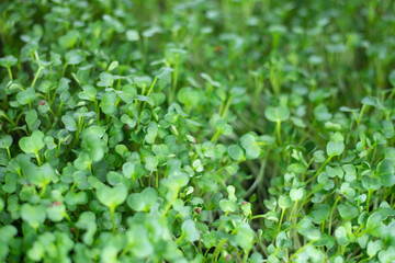 cholesterol levels.

Antioxidants: Sprouts are packed with antioxidants, including phenolic compounds, flavonoids, and carotenoids. Antioxidants protect cells against damage caused by free radicals, r