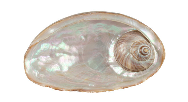Isolated Abalone Seashell with Iridescent Nacre Interior