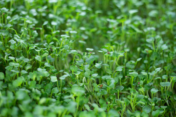 cholesterol levels.

Antioxidants: Sprouts are packed with antioxidants, including phenolic compounds, flavonoids, and carotenoids. Antioxidants protect cells against damage caused by free radicals, r