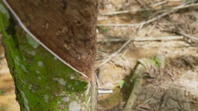 Raw latex dripping from rubber trees. Natural latex dripping from rubber trees