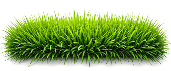 Natural horizontal grass layout, well-spread and detailed, set against a clean white surface