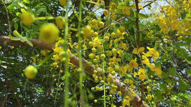 Golden shower tree with yellow flowers swinging in the wind