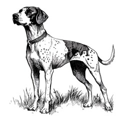 Elegant Black and White Illustration of a Spotted Hunting Dog.