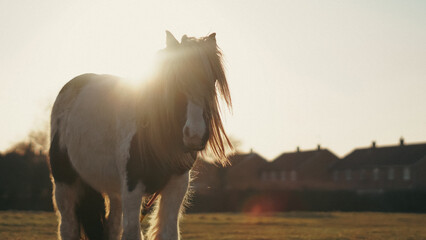 A majestic horse with a flowing mane stands on an English farm at sunset © Наталья Добровольска