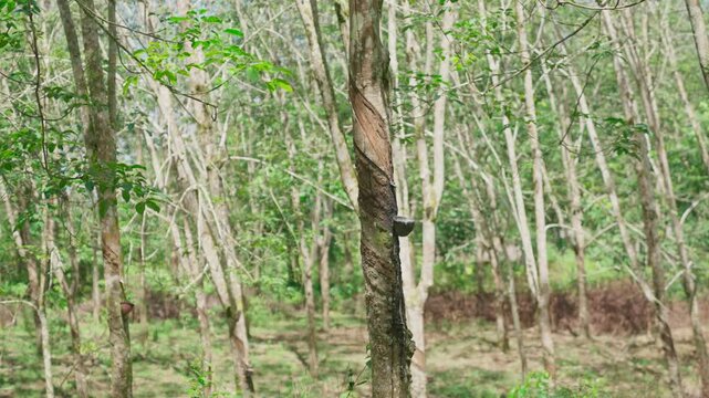 View of rubber tree plantation in Indonesia. Lush rubber tree plantation in Asia