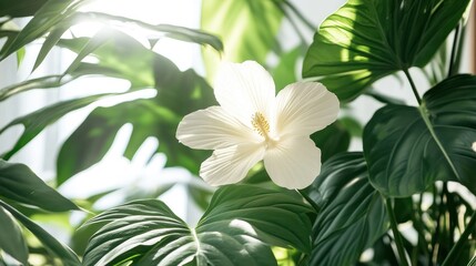 Obraz premium White flower in lush foliage, bright sun. Indoor plant display, home decor