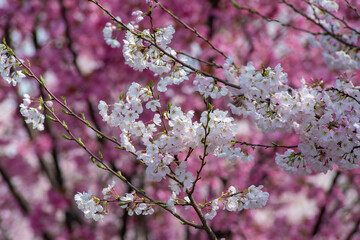 満開の桜の画像