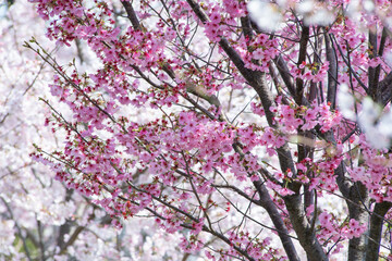 美しい春の桜