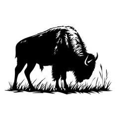 Black vector design of a bison grazing in a grassy field, highlighting the animal's detailed silhouette and unique features during a serene moment in nature