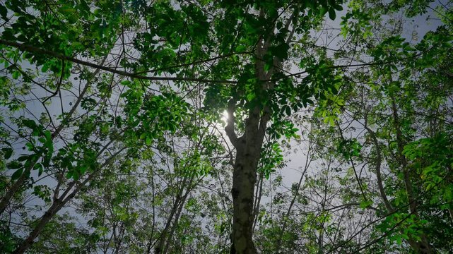 View of an old rubber tree. Lush rubber tree plantation in Asia