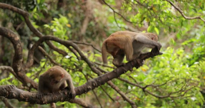 Macaques in nature. Macaques constitute a genus (Macaca) of gregarious monkeys. Macaques are found in a variety of habitats throughout the Asian continent and are highly adaptable.