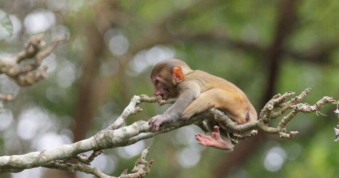 Macaques in nature. Macaques constitute a genus (Macaca) of gregarious monkeys. Macaques are found in a variety of habitats throughout the Asian continent and are highly adaptable.