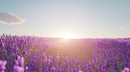 Naklejka premium Serene sunrise over a vast lavender field.