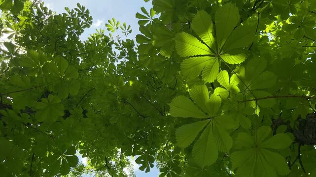 Bottom view of a chestnut leaves	