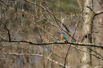 Eisvogel sitzt in den Zweigen eines Baumes