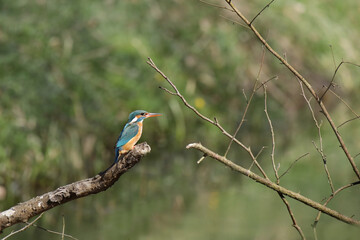Eisvogel - Alcedo atthis - auf einem Ast