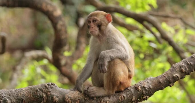 Macaques in nature. Macaques constitute a genus (Macaca) of gregarious monkeys. Macaques are found in a variety of habitats throughout the Asian continent and are highly adaptable.