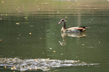 Nilgans auf einem Teich