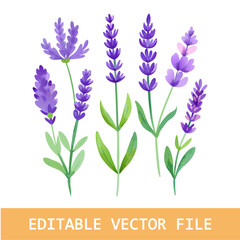Naklejka premium Set of purple lavender flowers watercolor isolated on white background. Vector illustration