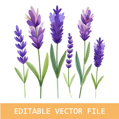 Naklejka premium A modern watercolor design showcasing lavender and floral bouquets, isolated against a white backdrop