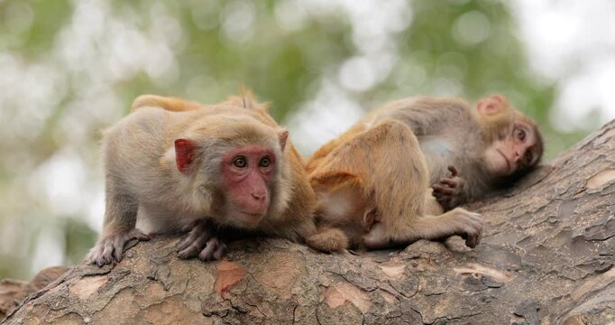 Macaques in nature. Macaques constitute a genus (Macaca) of gregarious monkeys. Macaques are found in a variety of habitats throughout the Asian continent and are highly adaptable.