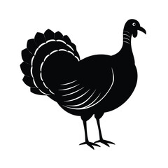 rooster isolated on white background