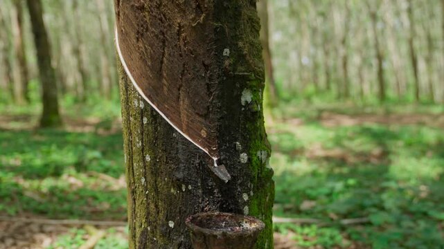 Raw latex dripping from rubber trees. Natural latex dripping from rubber trees