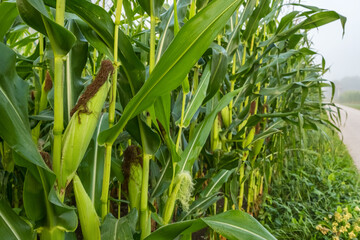 Rural scene depicting a cornfield on a foggy morning.
