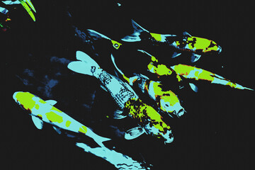 Japanese carp.
To study more about color breeding, reproduction, breeding and raising etc. Since 1950, Japan has sent experts to study at the Center for Science and Technology of the Department of Bio