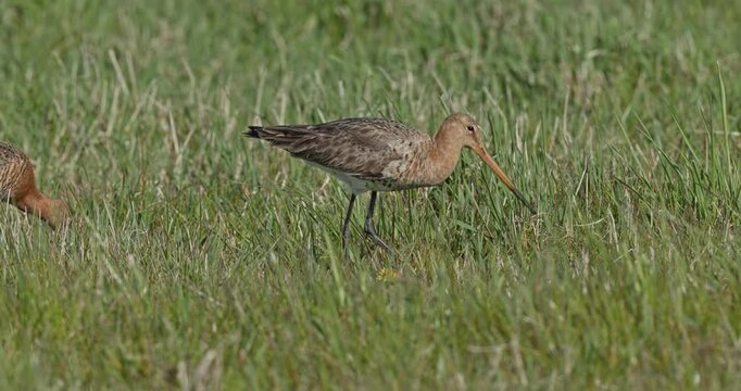 black-tailed godwit foraging