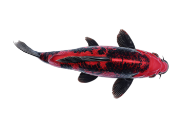 Colorful Koi Fish Isolated on Transparent Background