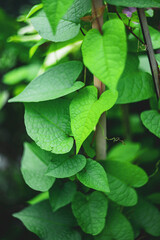 The leaves Antigonon leptopus are pale green and somewhat arrow-shaped. The flowers Antigonon leptopus are coral-pink clusters that bloom from spring to fall. The flowers Antigonon leptopus may also b