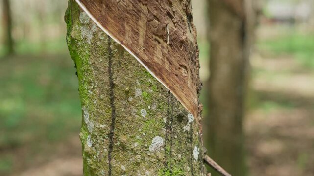 Raw latex dripping from rubber trees. Natural latex dripping from rubber trees