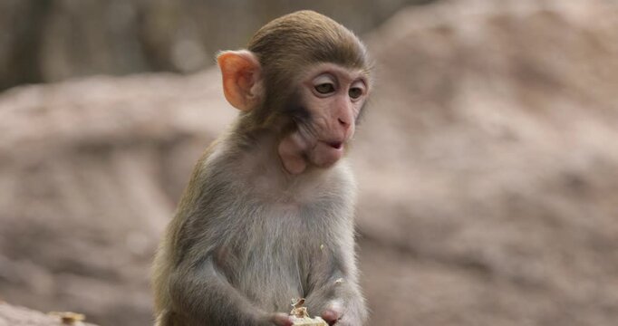 Macaques in nature. Macaques constitute a genus (Macaca) of gregarious monkeys. Macaques are found in a variety of habitats throughout the Asian continent and are highly adaptable.