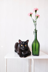 Black Cat Resting on Table Beside Green Vase with Flowers